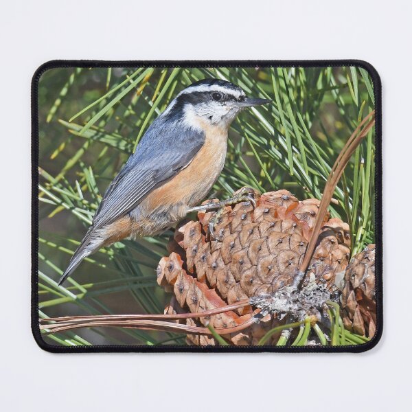 Item preview, Red-breasted Nuthatch Photo designed and sold by LauraWolfArtist.