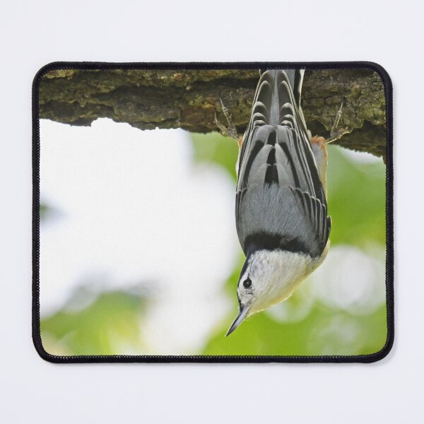 Item preview, White-breasted Nuthatch Photo designed and sold by LauraWolfArtist.