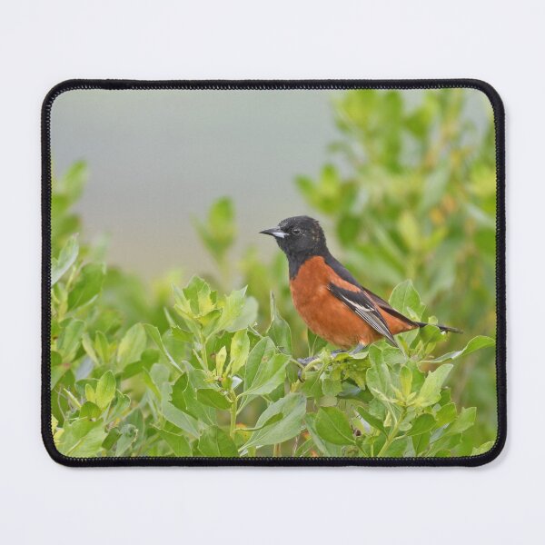 Item preview, Orchard Oriole Photo designed and sold by LauraWolfArtist.