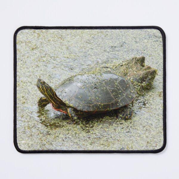 Item preview, Swampy Biome Painted Turtle designed and sold by DragonCGallery.