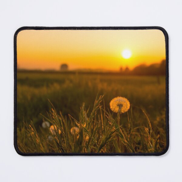 Item preview, #195 Dandelion Seed Head at Sunset in the Fields at Kegworth Village designed and sold by phutball.