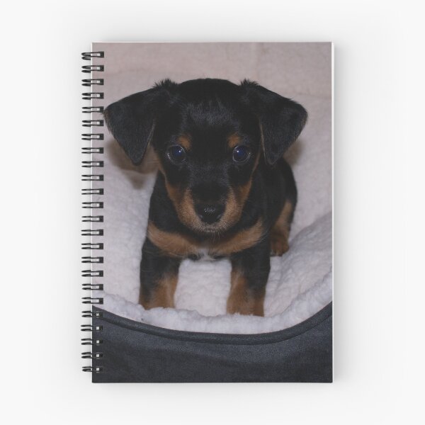 Item preview, Jack Russell Puppy designed and sold by GingerMan2550.