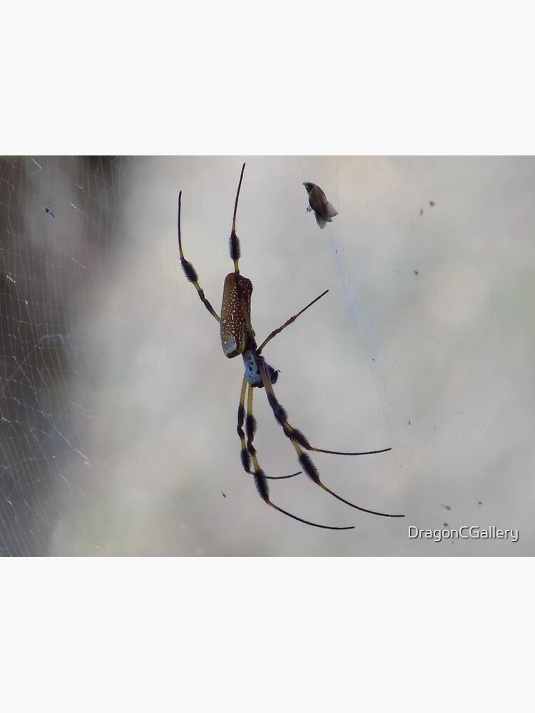 "Joro Spider/Trichonephila clavata" Poster for Sale by DragonCGallery