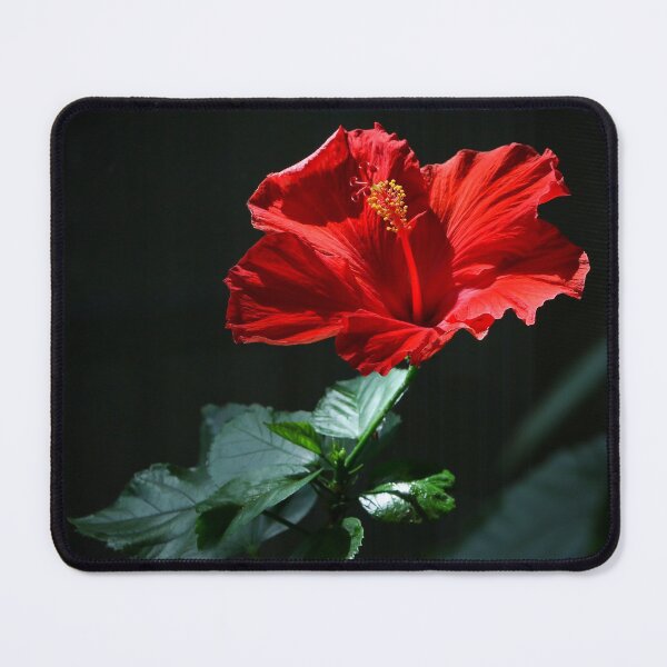 Aperçu de l'œuvre Hibiscus créée et vendue par jonesing.