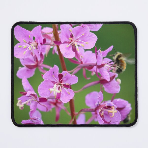 Item preview, Alaskan Fireweed 4 designed and sold by jonesing.