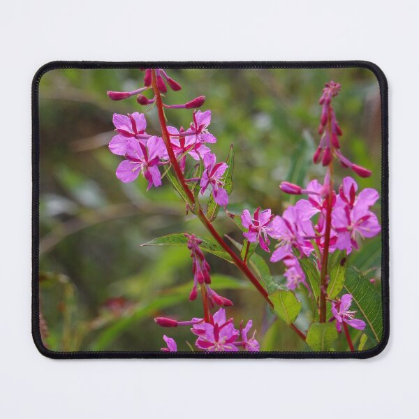 Item preview, Alaskan Fireweed designed and sold by jonesing.