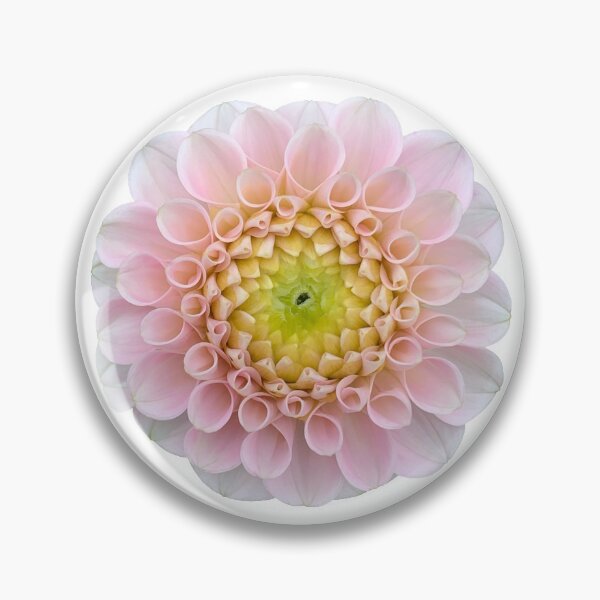 Item preview, Pink Dahlia Flower Still Life Floral Photography designed and sold by CottoVerdi.