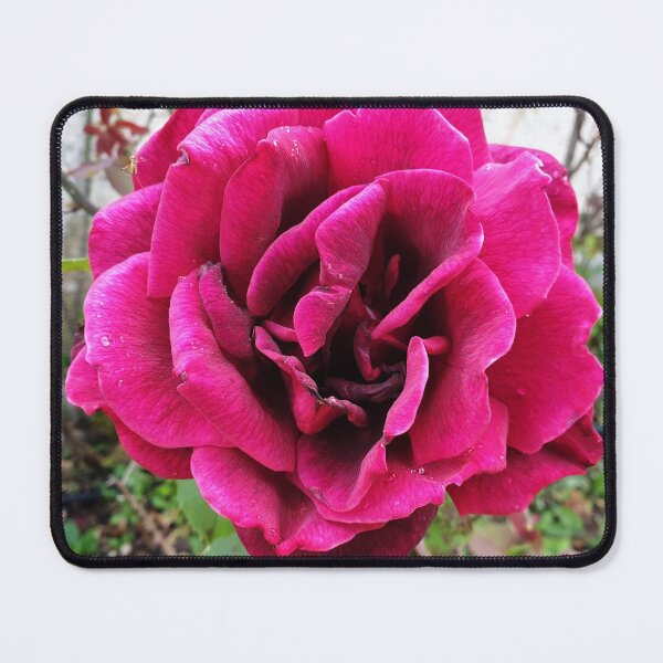 Item preview, Rose Beauty- 5th Edition designed and sold by Megan-Alice.