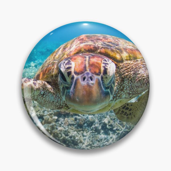 Artikelvorschau, Schildkröte hautnah entworfen und verkauft von Kara Murphy.