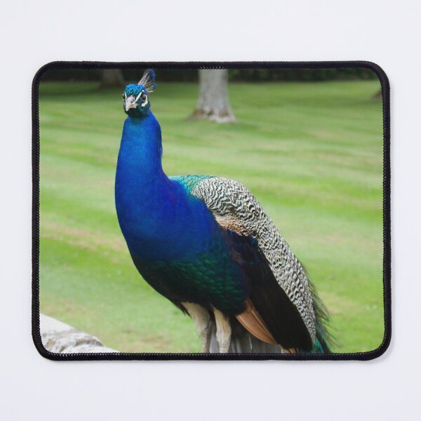 Item preview, Scottish Peacock designed and sold by KathyChung.