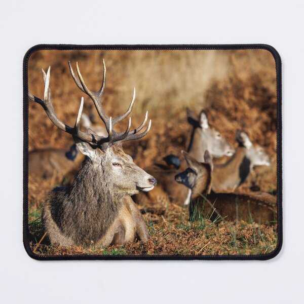 Item preview, Red Deer Stag in Richmond Park designed and sold by Graham Prentice.