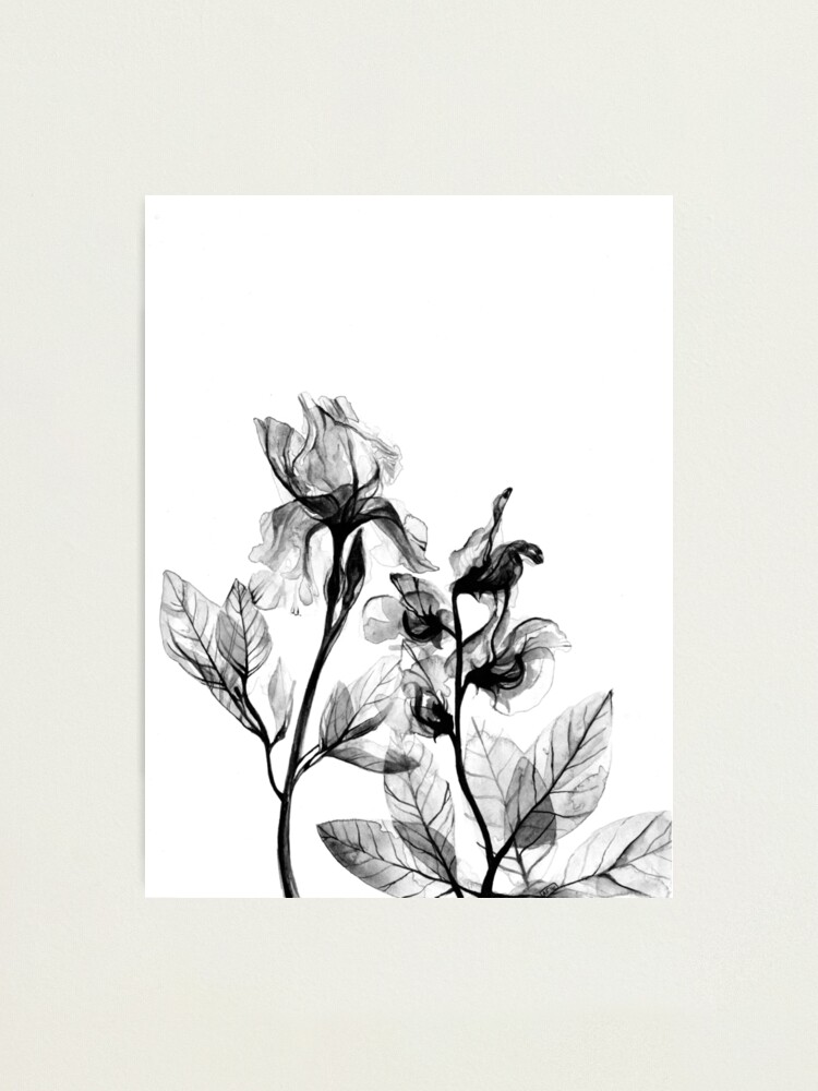 Photographic Ang by Sale for Redbubble Print X-Ray Frank Flowers\