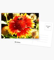Nectar Postcards