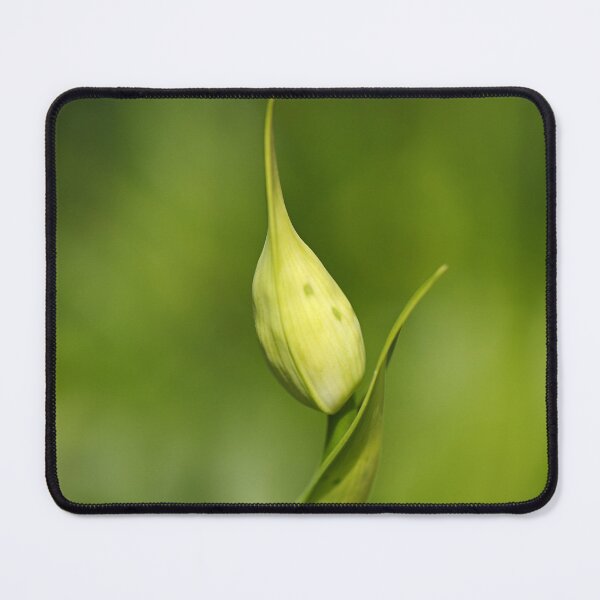 Item preview, Agapanthus Bud With Side Shoot designed and sold by Joy Watson - Natural Light Photography .