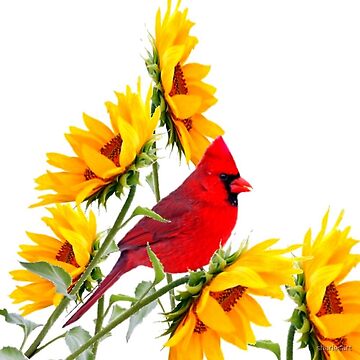 Aperçu de l'œuvre ART FLORAL JARDIN CARDINAL ROUGE & JAUNES TOURNESOL de sharlesart