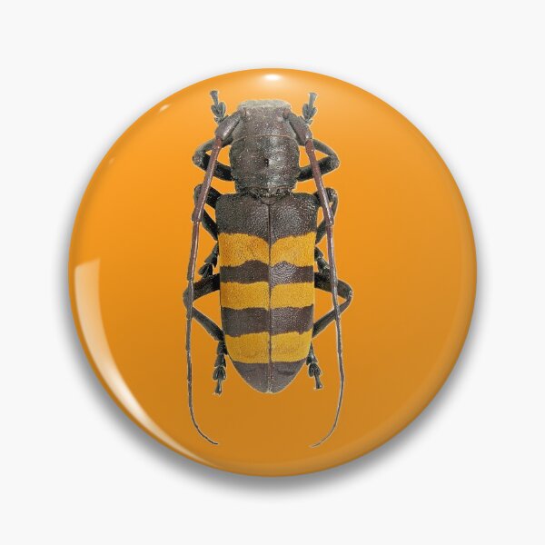 Item preview, Analeptes trifasciata beetle designed and sold by MorningFive.