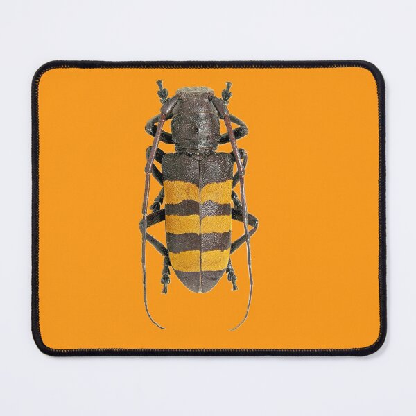 Item preview, Analeptes trifasciata beetle designed and sold by MorningFive.