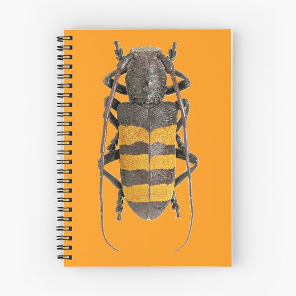 Item preview, Analeptes trifasciata beetle designed and sold by MorningFive.