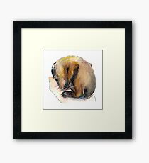 Curled up Baby Groundhog Framed Print