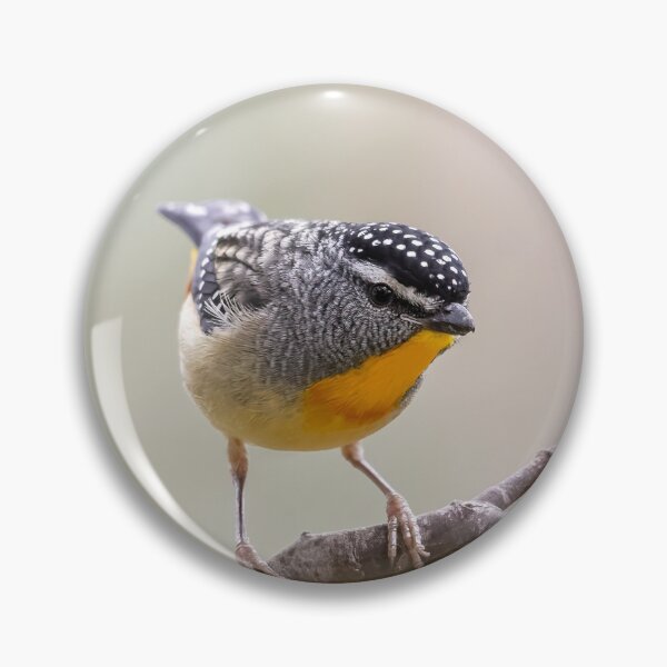 Artikelvorschau, Männlicher gefleckter Pardelote entworfen und verkauft von David Hibberd.