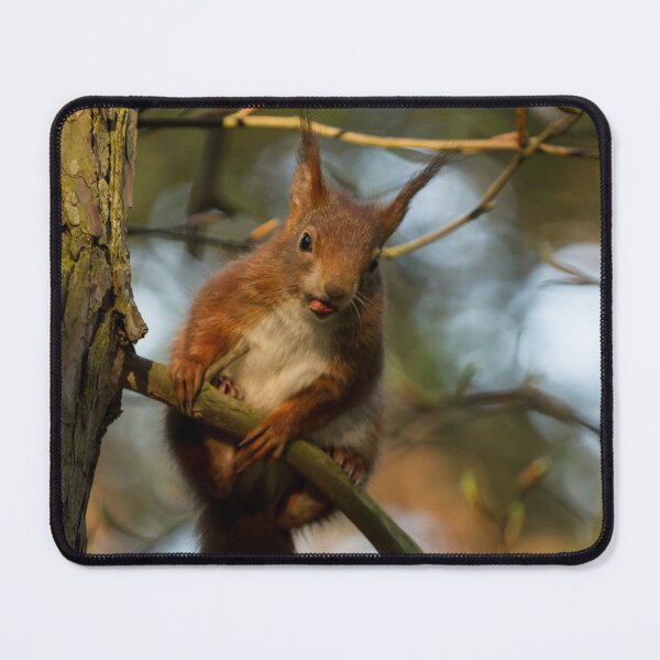 Item preview, Red Squirrel designed and sold by Jane Stanley Photography.