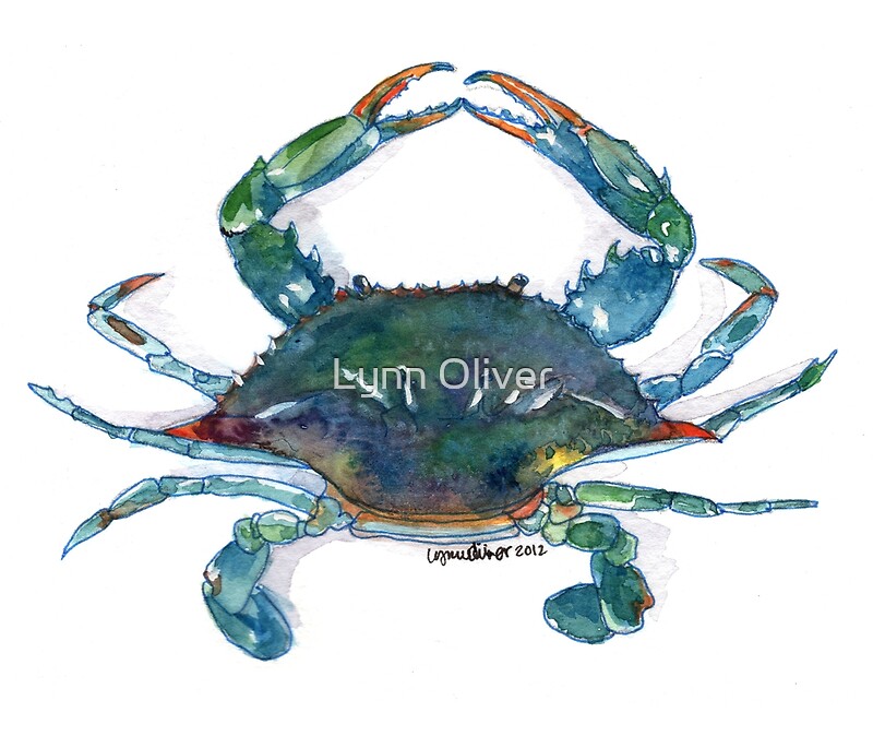 "Maryland Blue Crab" by Lynn Oliver | Redbubble