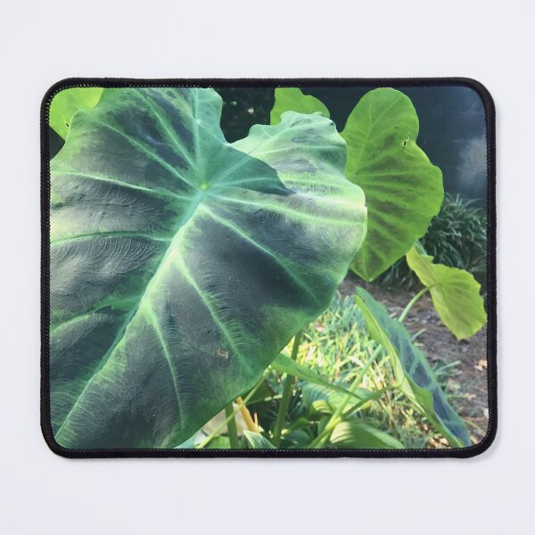Item preview, Carolina Tree leaf designed and sold by KyleLemieux.