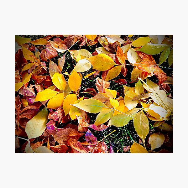 Autumn leaves Photographic Print
