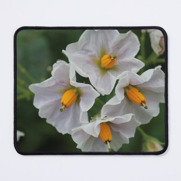 Item preview, The unexpected beauty of the potato flower designed and sold by cuprum.