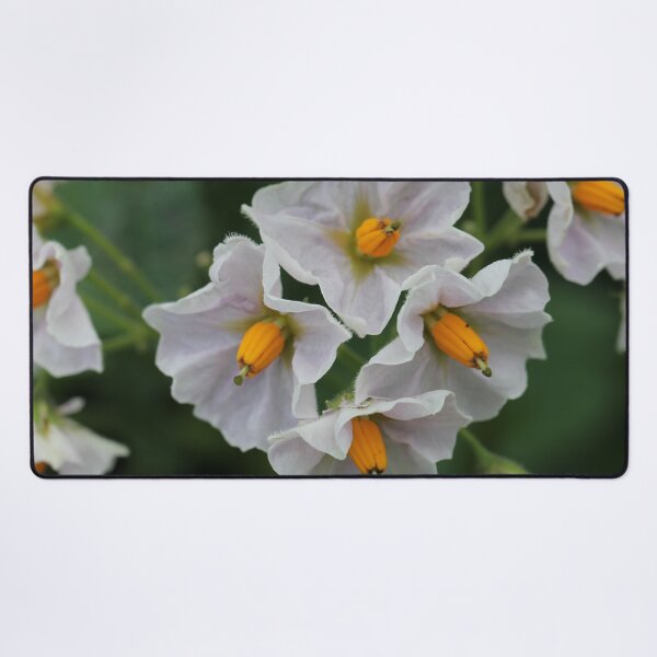 The unexpected beauty of the potato flower Desk Mat