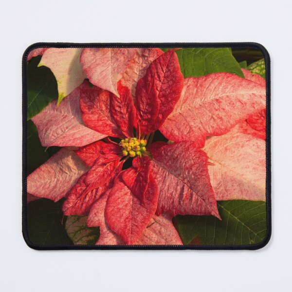 Item preview, Exotic Speckled Poinsettia Blossoms - Christmas from the Tropics designed and sold by Georgia Mizuleva.
