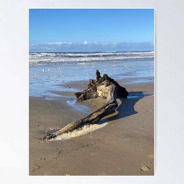 Driftwood Poster