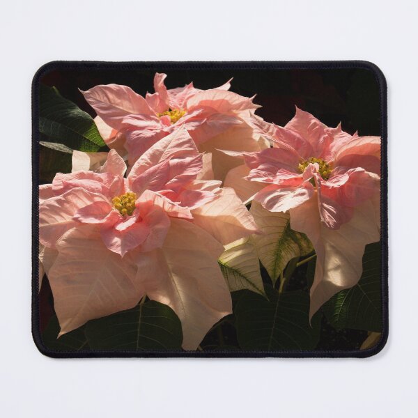 Item preview, Sunny Pink Poinsettias - Exotic Color Christmas Greetings designed and sold by Georgia Mizuleva.
