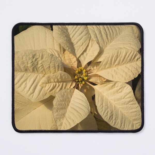 Item preview, Elegant Ivory Poinsettia - An Exotic Christmas Greeting designed and sold by Georgia Mizuleva.
