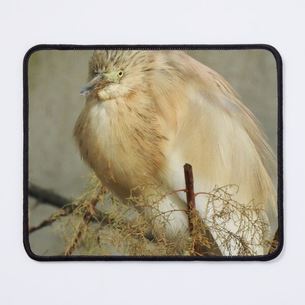 Item preview, Squacco Heron, France designed and sold by Martina Nicolls.