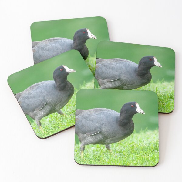 Item preview, American Coot Grazing in the Grass designed and sold by Jeff Goulden Photography.