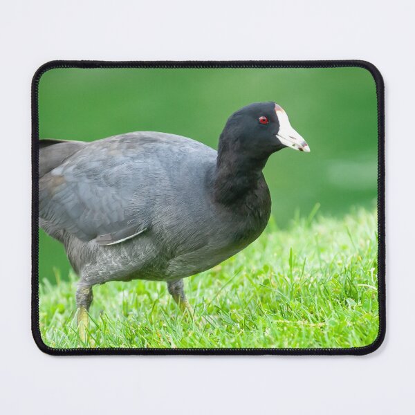 Item preview, American Coot Grazing in the Grass designed and sold by Jeff Goulden Photography.