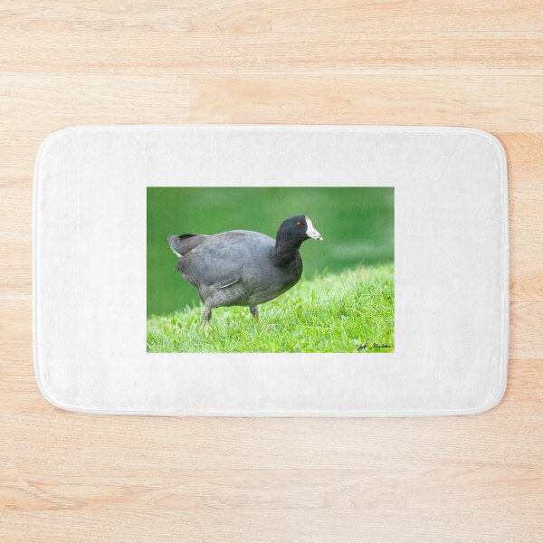 Item preview, American Coot Grazing in the Grass designed and sold by Jeff Goulden Photography.
