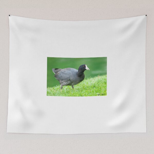 Item preview, American Coot Grazing in the Grass designed and sold by Jeff Goulden Photography.