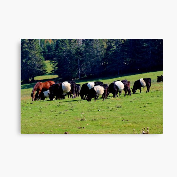 Belted Galloways Canvas Print