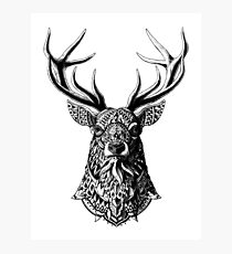 Ornate Buck Photographic Print