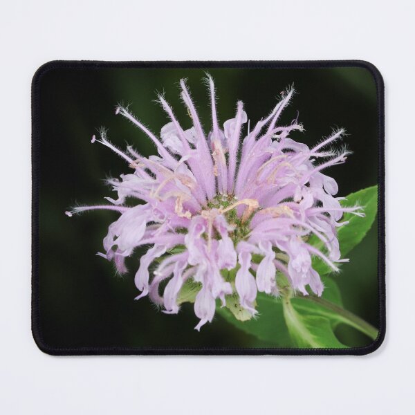 Item preview, Native Beauty designed and sold by Anita Oakley.