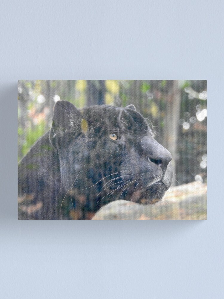 Black Jaguar, Black Panther | Canvas Print