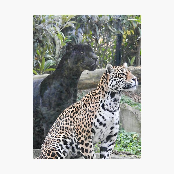 Jaguars  Photographic Print