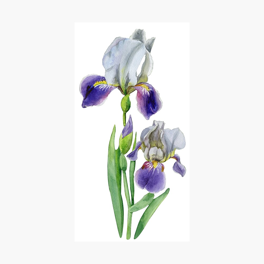 Irises Watercolor Print on Semi Gloss 2024 Paper 16 x 20 BLACK BACKGROUND