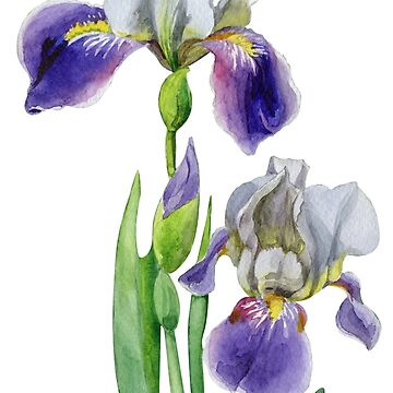 Irises Watercolor Print on Semi Gloss 2024 Paper 16 x 20 BLACK BACKGROUND