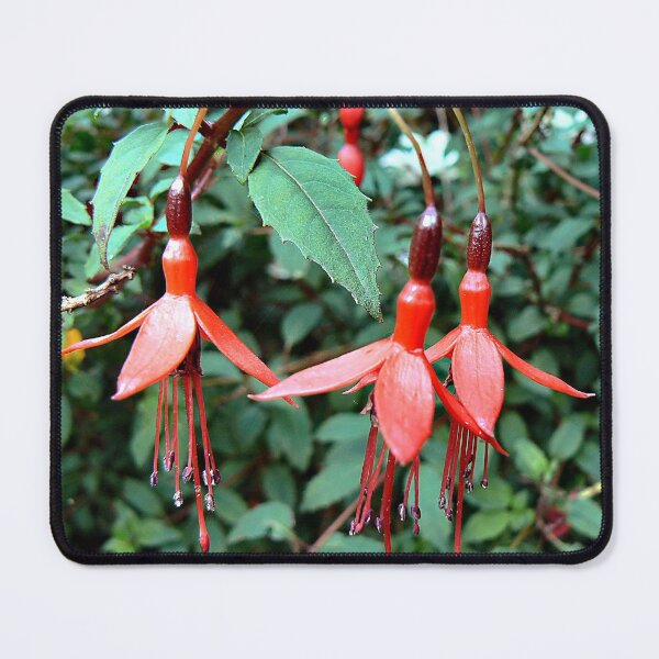 Item preview, Natures Decorations...The Fuscia . designed and sold by ronsaunders47.