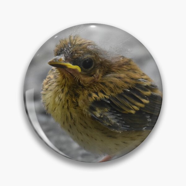 Item preview, Fledgling Ovenbird Photo designed and sold by LauraWolfArtist.