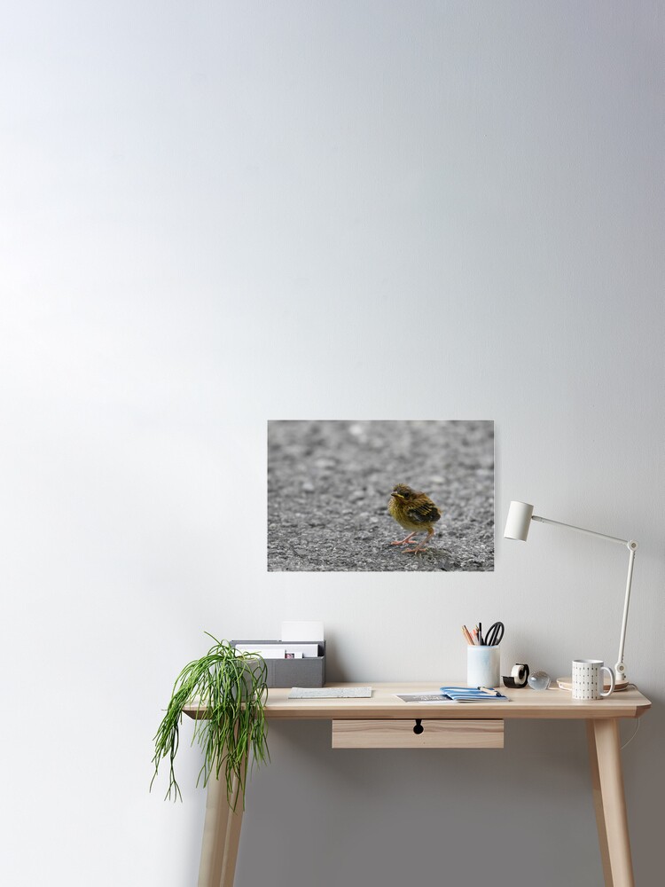Poster for Sale avec l'œuvre « Ovenbird naissant Photo » de l'artiste  LauraWolfArtist
