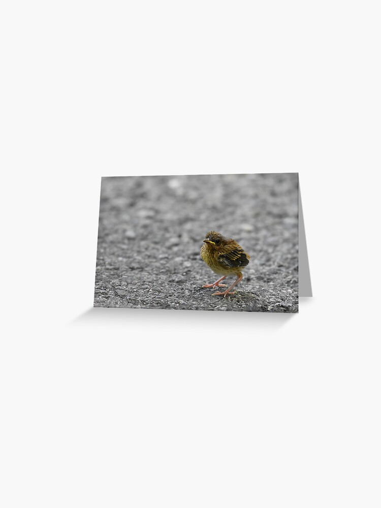 Poster for Sale avec l'œuvre « Ovenbird naissant Photo » de l